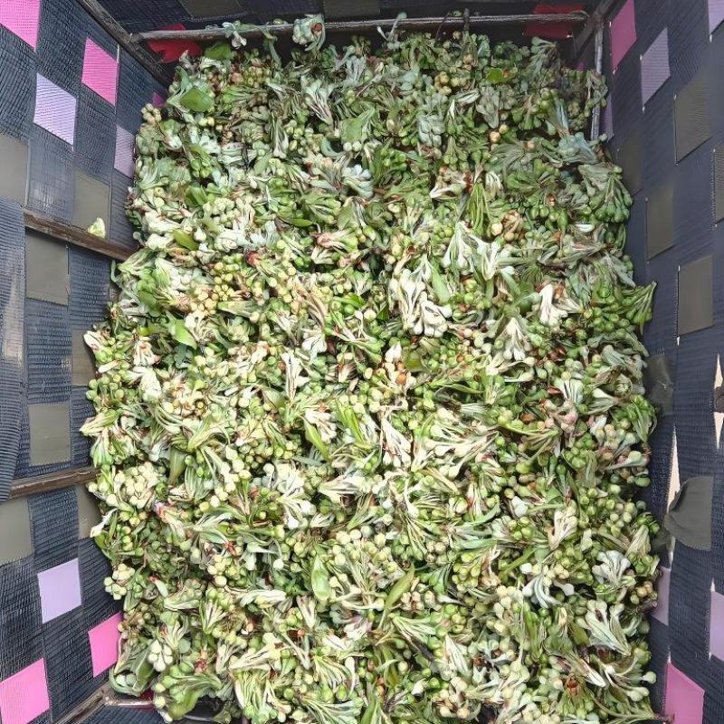 云南野生棠梨花水煮棠梨花