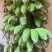 苹果蕉，蕉绿一件代发