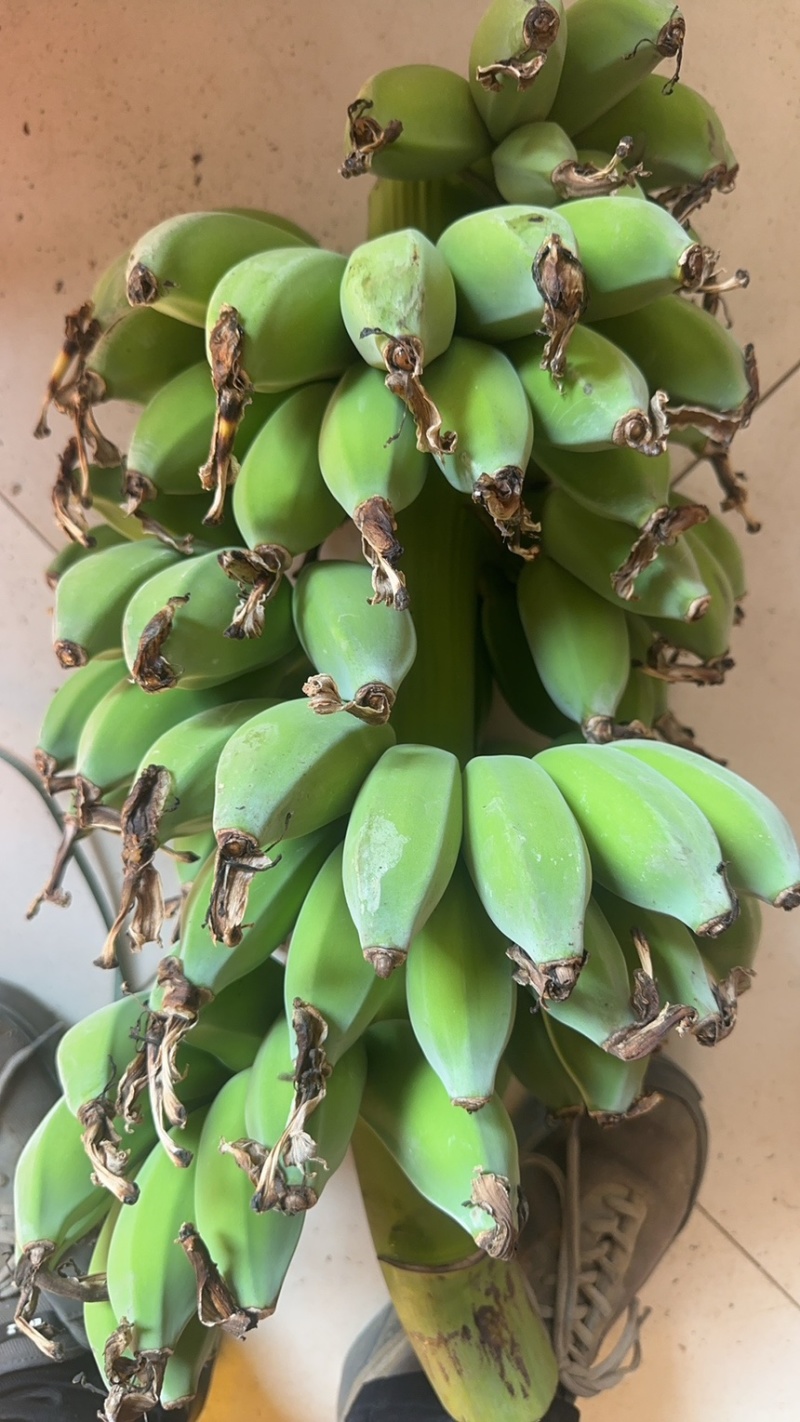 苹果蕉，蕉绿一件代发