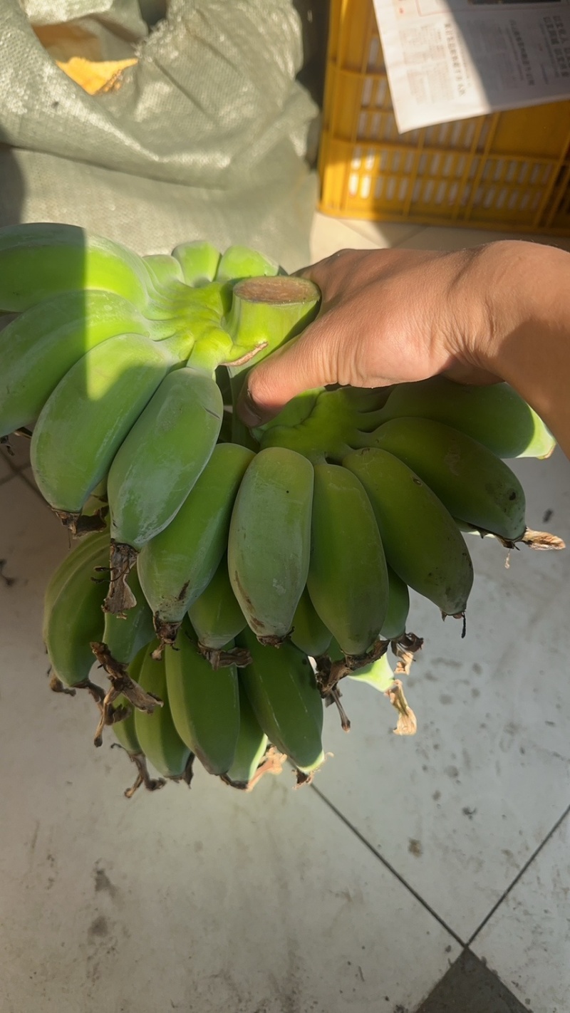 苹果蕉，蕉绿一件代发