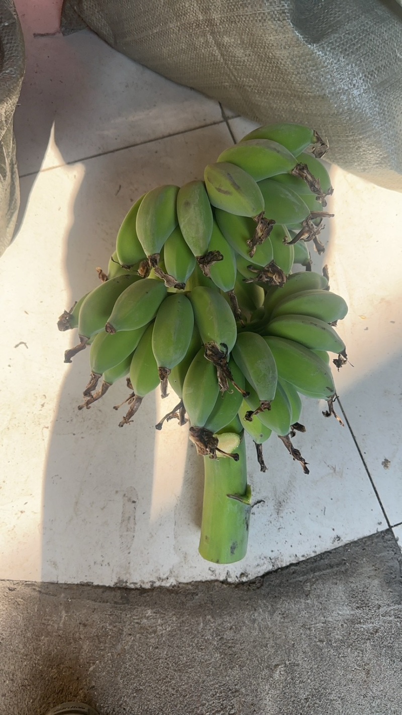 苹果蕉，蕉绿一件代发