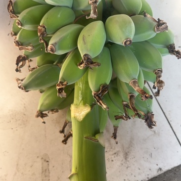 苹果蕉，蕉绿一件代发