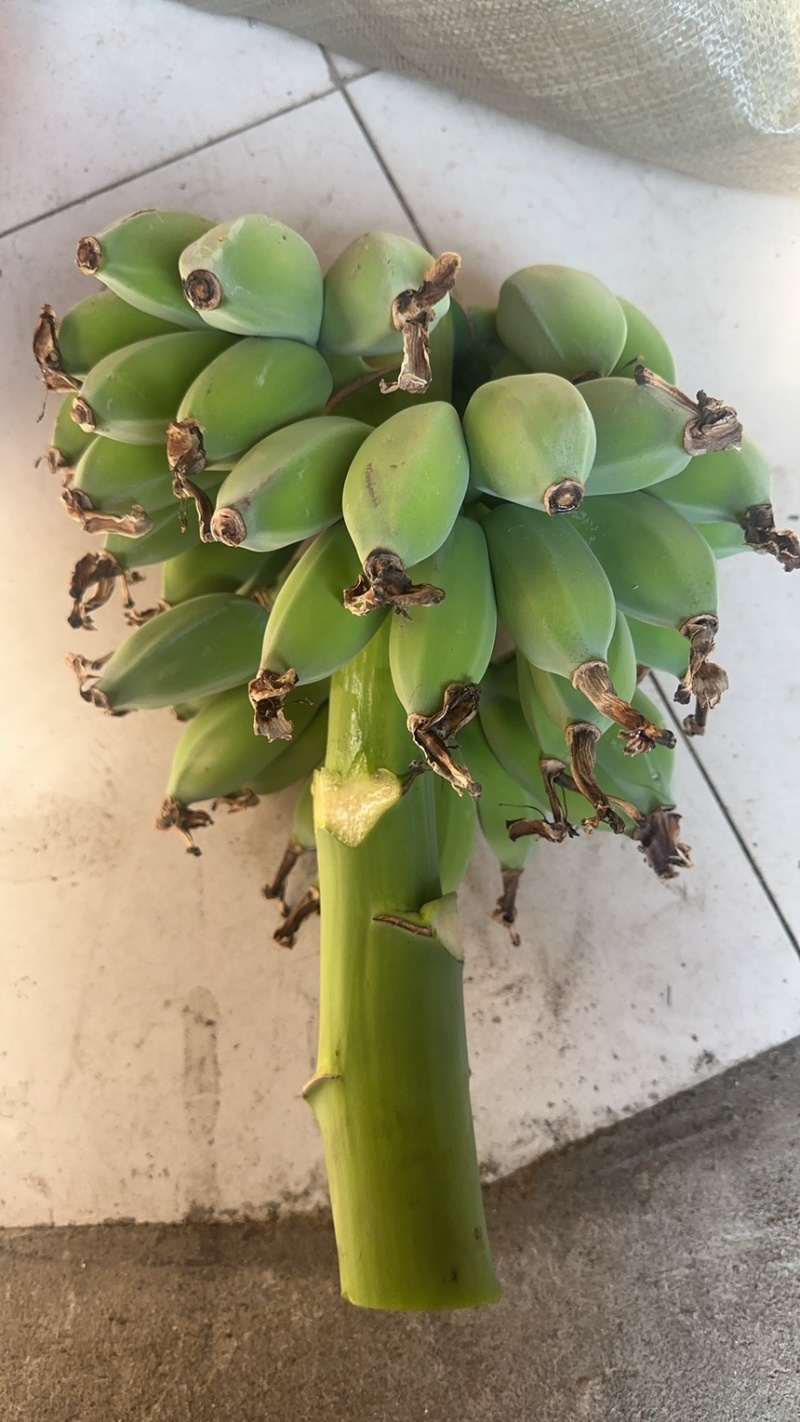 苹果蕉，蕉绿一件代发