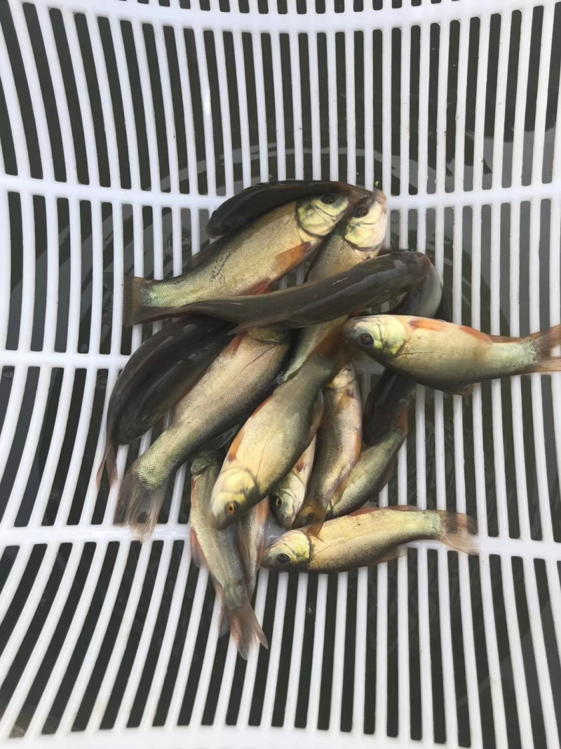 精品桂鱼垂钓路亚桂鱼丁桂鱼苗江苏鱼苗养殖基地