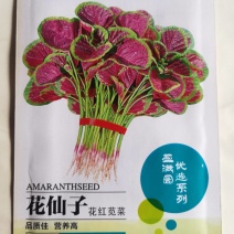 花红苋菜种子花仙子商品性好叶片卵圆形耐热耐湿