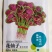 花红苋菜种子花仙子商品性好叶片卵圆形耐热耐湿
