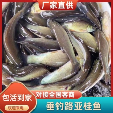 精品桂鱼垂钓路亚桂鱼丁桂鱼苗江苏鱼苗养殖基地
