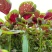 花红苋菜种子花仙子商品性好叶片卵圆形耐热耐湿