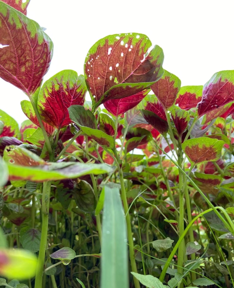 花红苋菜种子花仙子商品性好叶片卵圆形耐热耐湿