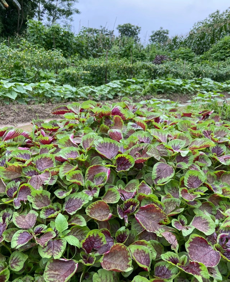 花红苋菜种子花仙子商品性好叶片卵圆形耐热耐湿