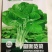 花红苋菜种子花仙子商品性好叶片卵圆形耐热耐湿