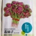 花红苋菜种子花仙子商品性好叶片卵圆形耐热耐湿