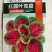 花红苋菜种子花仙子商品性好叶片卵圆形耐热耐湿