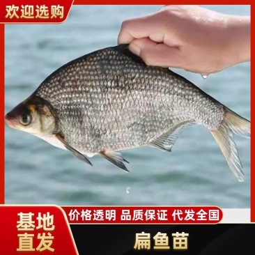 精品扁鱼苗水产养殖场各种鱼苗咨询客服下单