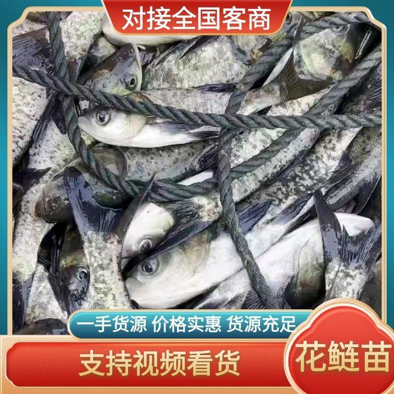 【花鲢鱼苗】出售大中小精品大头、黑花鲢白鲢大量供应