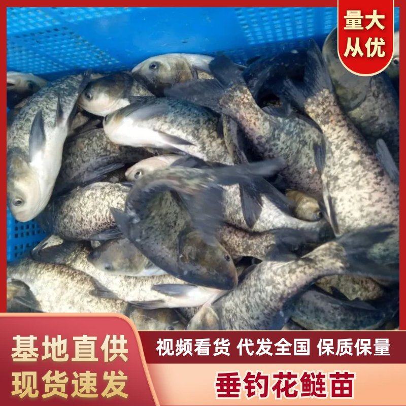 精品黑花鲢大头塘口直供钓场8-30斤大花鲢大量有货