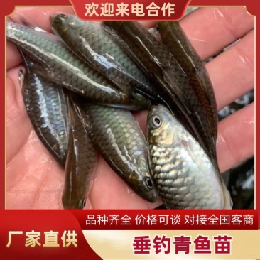 精品垂钓青鱼5-30斤适合水库塘口养殖垂钓欢迎咨询