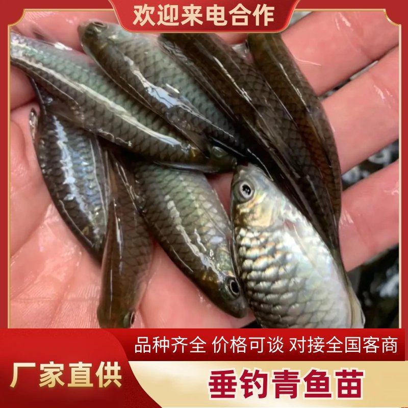 精品垂钓青鱼5-30斤适合水库塘口养殖垂钓欢迎咨询