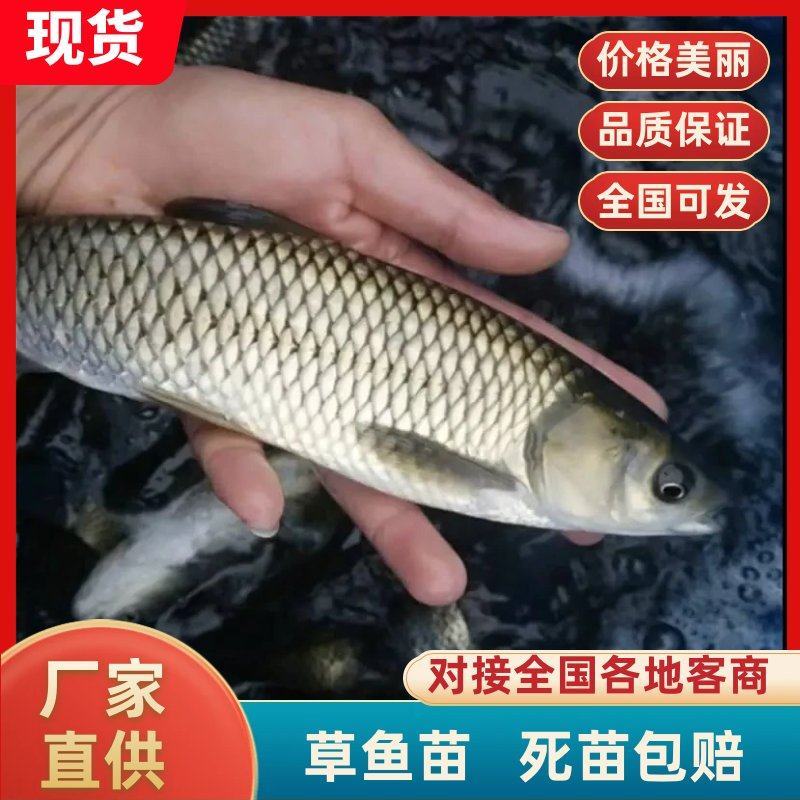 【精品草鱼】打疫苗生长速度快，放塘养，抗病毒草鱼垂钓