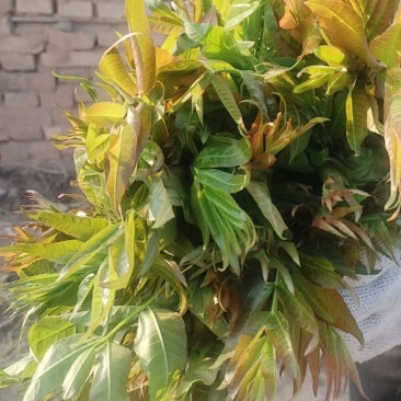 香椿芽，产地直发，大量有货，欢迎各位老板咨询采购