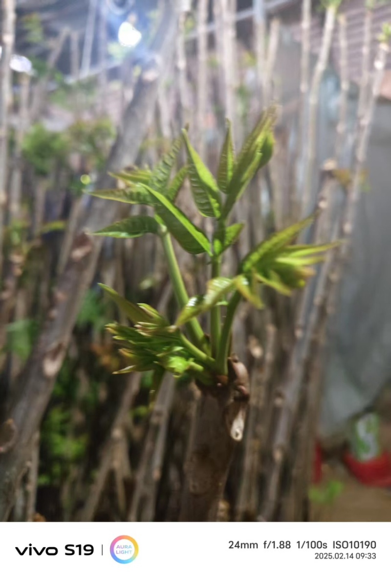 香椿芽，产地直发，大量有货，欢迎各位老板咨询采购