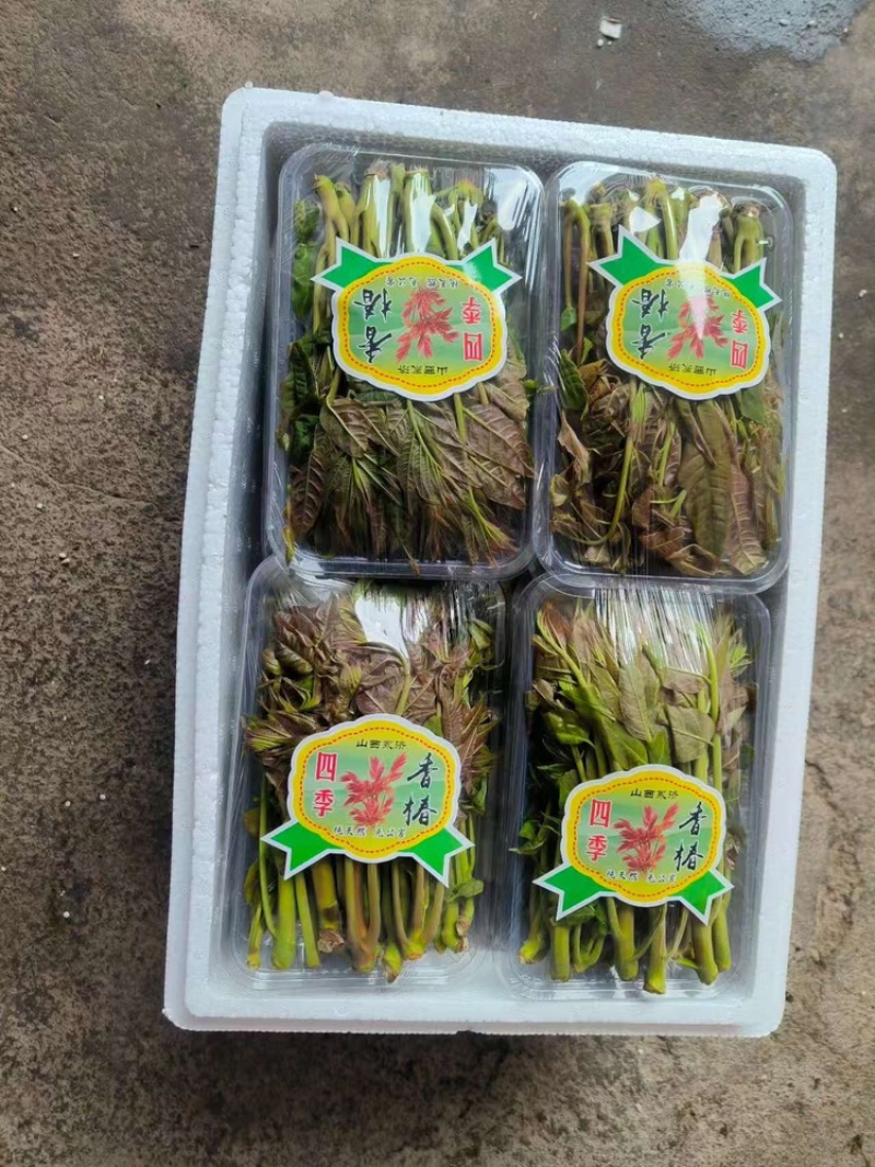香椿芽，产地直发，大量有货，欢迎各位老板咨询采购