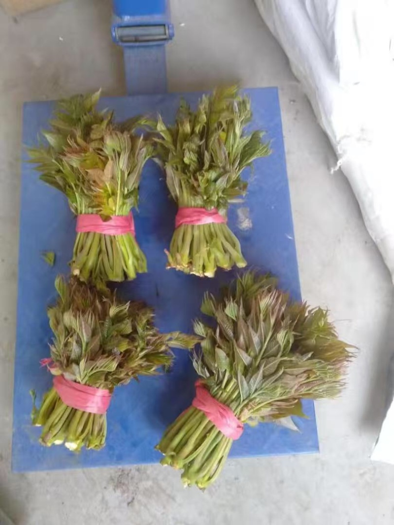 香椿芽，产地直发，大量有货，欢迎各位老板咨询采购