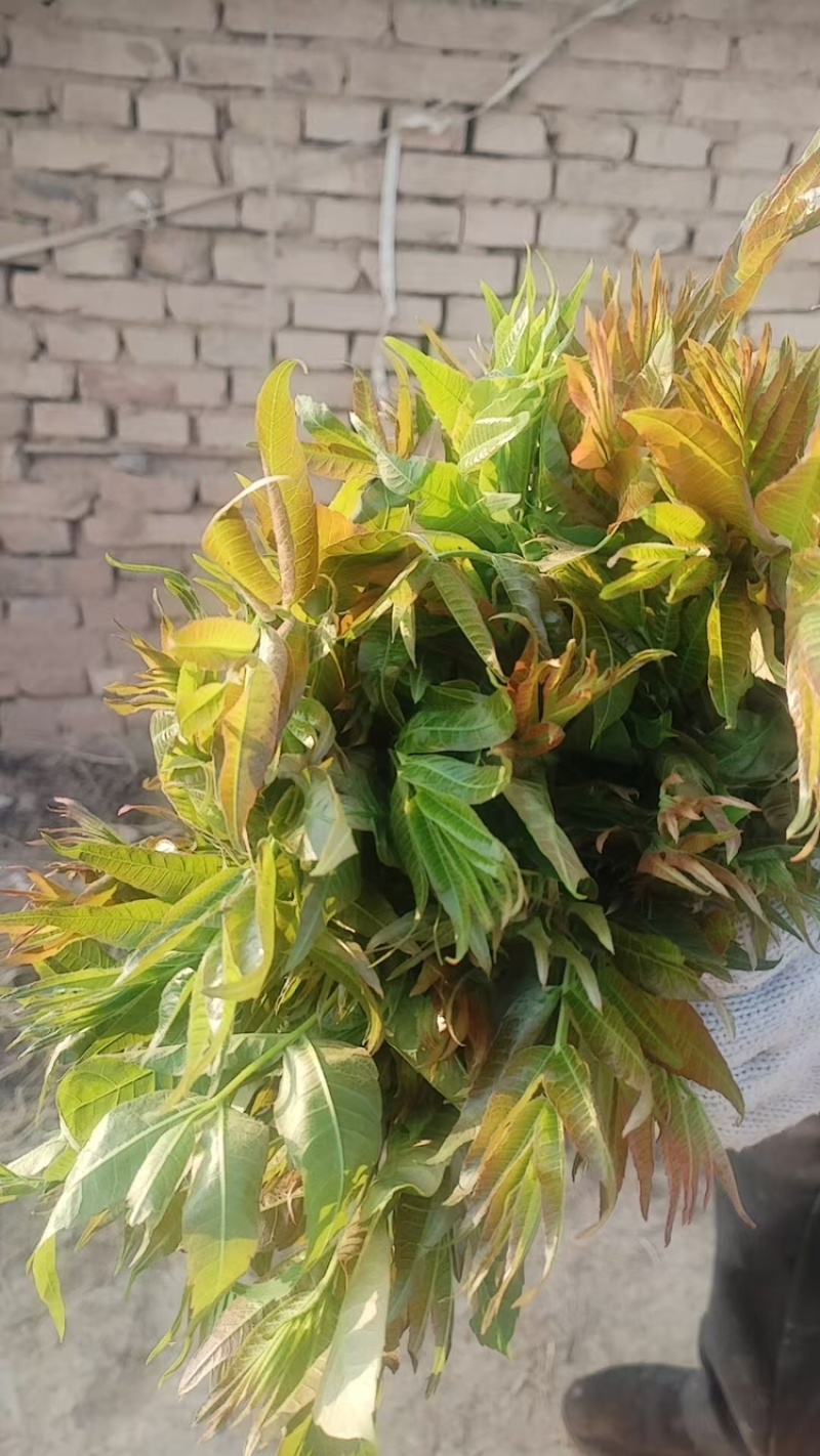 香椿芽，产地直发，大量有货，欢迎各位老板咨询