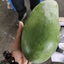 大青芒大量供应