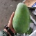 大青芒大量供应