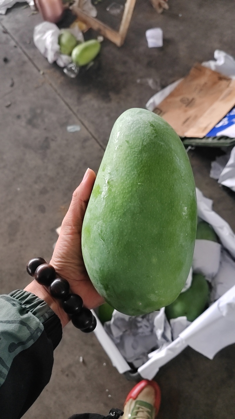大青芒大量供应