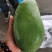 大青芒大量供应