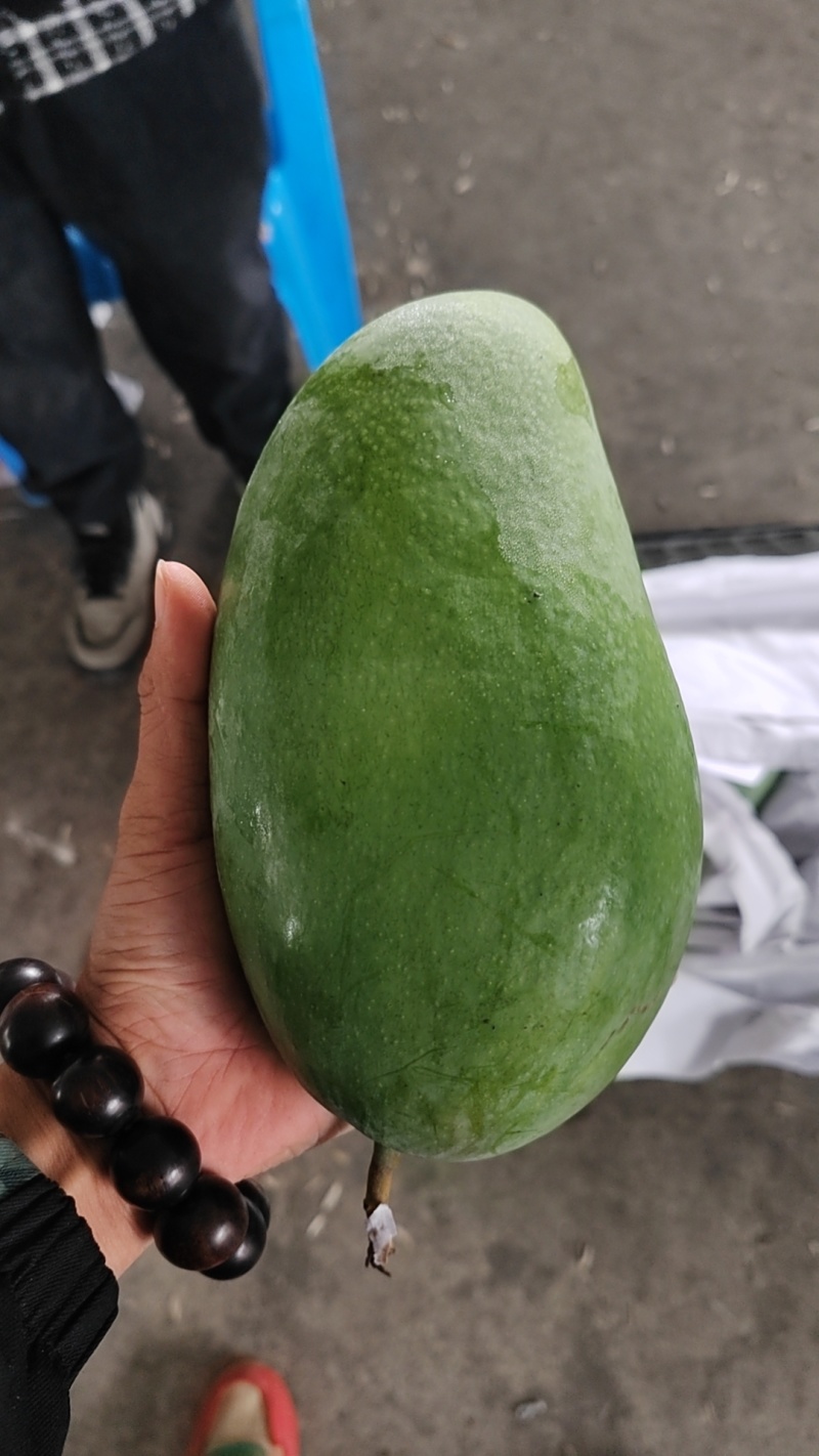 大青芒大量供应