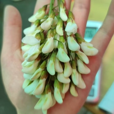 槐花，产地直发，大量有货，欢迎各位老板咨询采购
