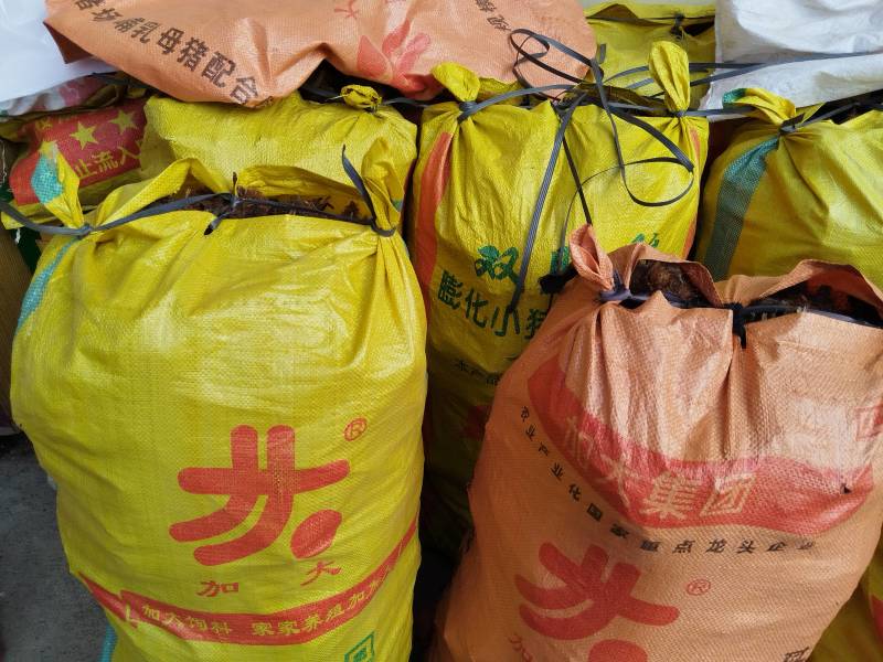 红鳞蕨桩头：现挖的新鲜高成活率，修剪干净自产自销