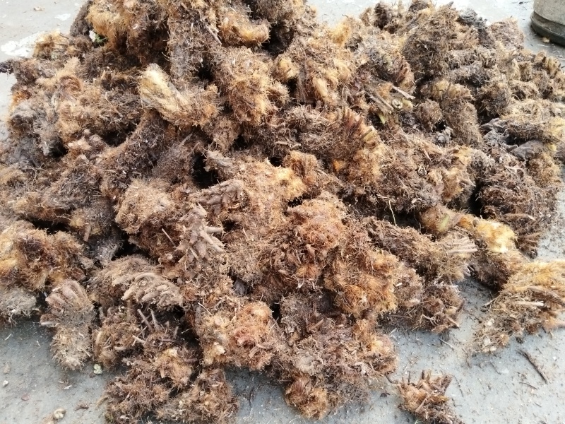 红鳞蕨桩头：现挖的新鲜高成活率，修剪干净自产自销