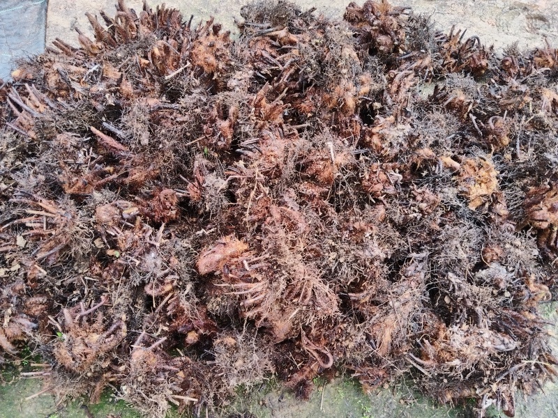 红鳞蕨桩头：现挖的新鲜高成活率，修剪干净自产自销