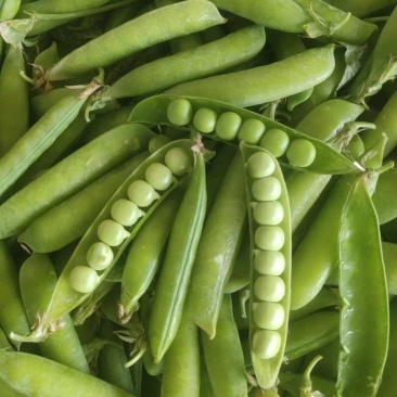 2025年现货供应豌豆角，产地直发，档口、商超、电商