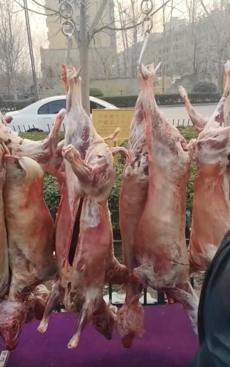 《白条羊》常年稳定供应可全国发货当天现杀现发量大从优