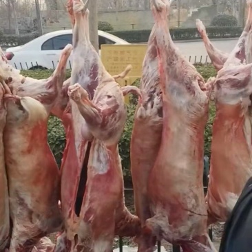 《白条羊》常年稳定供应可全国发货当天现杀现发量大从优