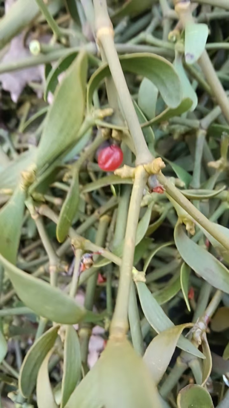 槲寄生嫩枝切片，颜色自然，东北寄生质量保证。规格齐全