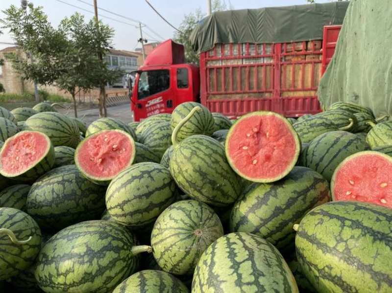 早春红玉西瓜安徽手撕西瓜小糖丸承接商超电商代收代发