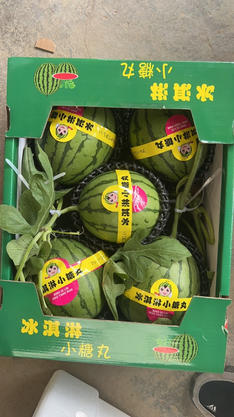 早春红玉西瓜安徽手撕西瓜小糖丸承接商超电商代收代发
