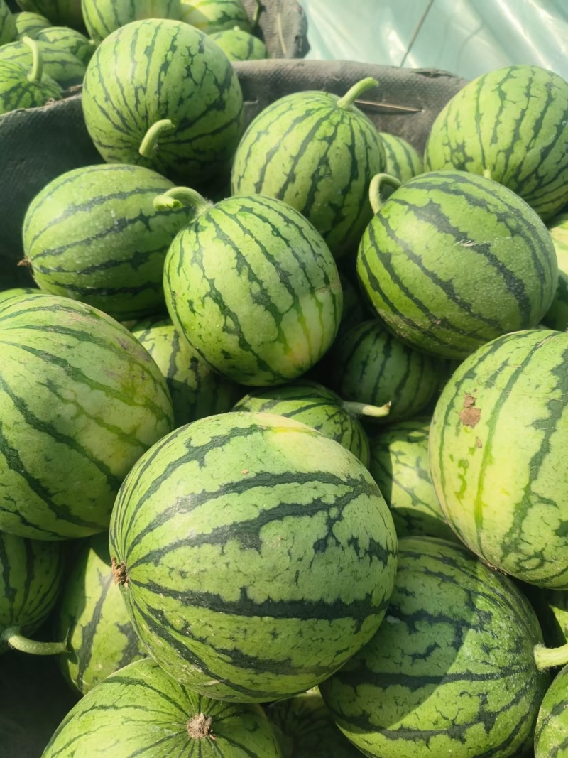 早春红玉西瓜安徽手撕西瓜小糖丸承接商超电商代收代发