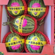 早春红玉西瓜安徽手撕西瓜小糖丸承接商超电商代收代发