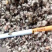 新疆棉籽壳整车发货大量有货欢迎来电订购
