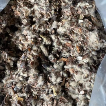 新疆棉籽壳整车发货大量有货欢迎来电订购