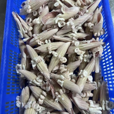 阿鱿牛角花，品质佳，货量充足，欢迎咨询