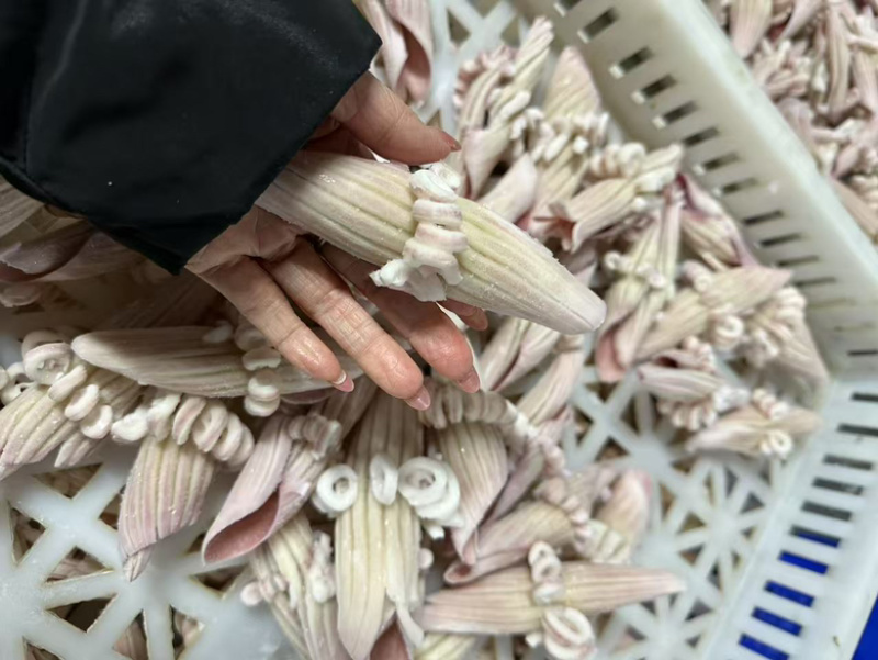 阿鱿牛角花，品质佳，货量充足，欢迎咨询