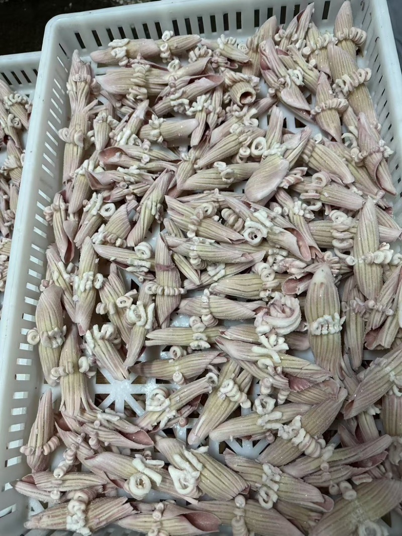 阿鱿牛角花，品质佳，货量充足，欢迎咨询